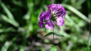 Plox (Phlox paniculata), canlı yaz çiçekleri. Güneşli bir günde bahçede çiçek açan fenomen dalları. Yumuşak bulanık seçici odak.