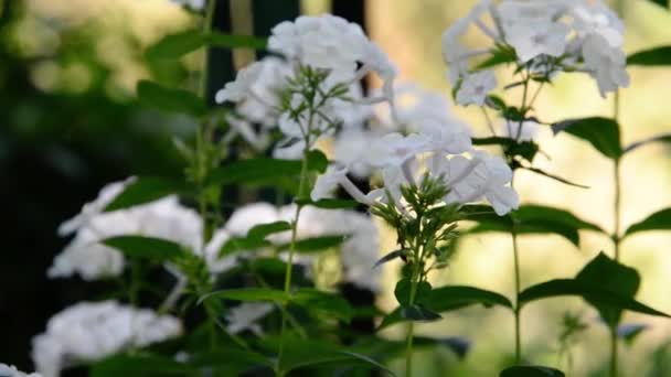 Білі Кущі Флоксів Парку Вибірковий Акцент Красивому Кущі Квітучих Квітів — стокове відео