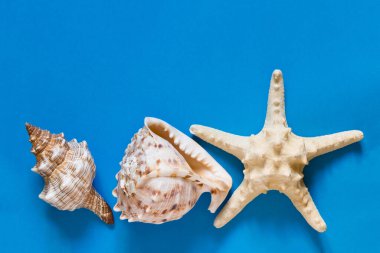 Deniz kabukları. Yaz konsepti. Mavi zemin üzerinde güzel deniz kabukları olan düz bir kompozisyon, üst görünüm, model, metin için boşluk kopyala.