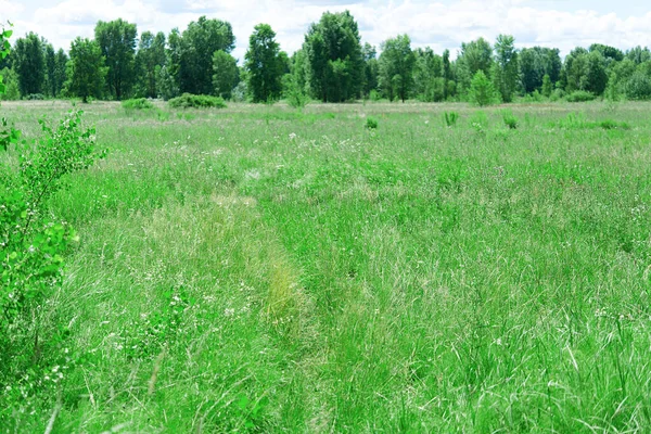 Frisch Grünes Feld Mit Gras Und Blauem Himmel Einem Bewölkten — Stockfoto