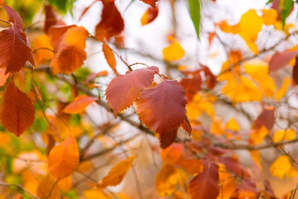 Herbstblätter Baum Jahreszeit Des Bunten Laubes — Stockfoto