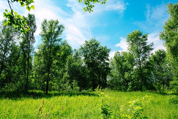 stock image Fresh green field with grass and blue sky on a sunny day. Spring and summer landscape. Beauty of nature is around us.