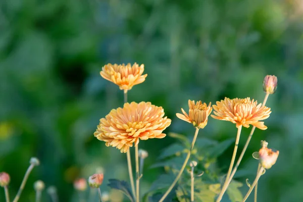 Cespugli Crisantemo Giallo Nel Parco Focus Selettivo Bellissimo Cespuglio Fiori — Foto Stock