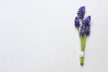 Muscari çiçekleriyle güzel bir kompozisyon ve arka planda tebrik kartı modeli, bahar çiçekleri. Sevgililer Günü, Paskalya, 8 Mart, Mutlu Kadınlar Günü, Anneler Günü. Düz konum, üst görünüm, kopyalama alanı