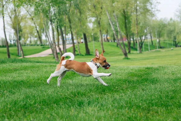Genç Jack Russell Terrier köpeği topla oynuyor. Köpek atlama, çimlerin üzerinde açık hava.