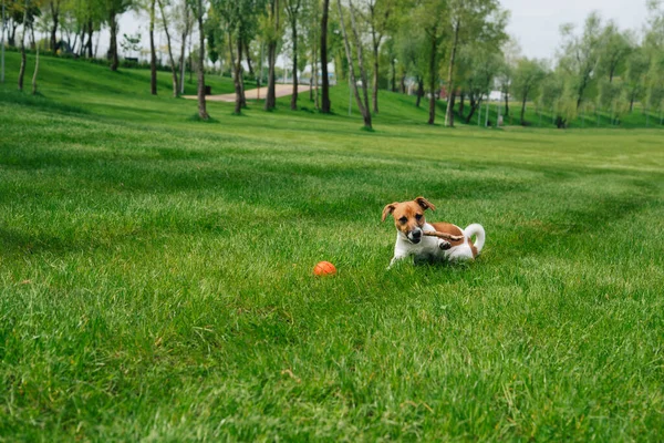小杰克 鲁塞尔的小狗在公园里玩耍 躺在外面的草地上 狗咬棍子 — 图库照片