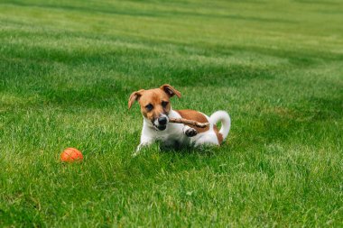 Genç Jack Russell Terrier köpeği parkta oynuyor, çimlerin üzerinde yatıyor. Köpek çubuk çiğniyor.