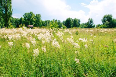 Bahar çiçekleri olan güzel bir çayır. Yazın güneş ışığı altında çiçek açan güzel bir çalıya odaklan. Güneşli bir yaz gününde çayır.