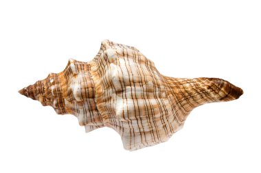 Deniz kabuğu. Yaz konsepti. Beyaz zemin, üst manzara, modelleme üzerinde izole güzel deniz kabuğu ile düz bir bileşim yatıyordu.