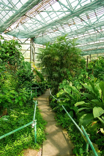 公园里有美丽的带有热带植物的老式温室 — 图库照片