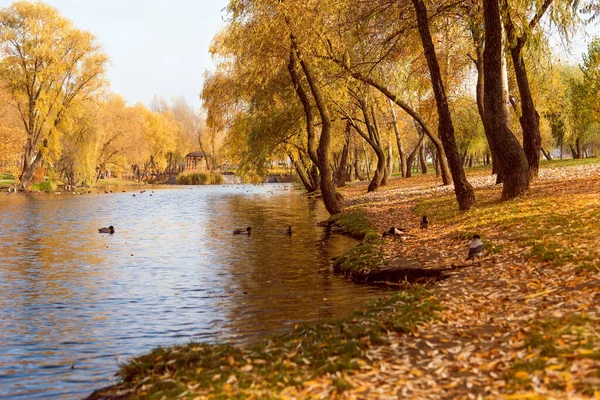Parkta Ağaçlar Göl Olan Sonbahar Manzarası Parlak Sarı Ağaçlar Çimenler — Stok fotoğraf