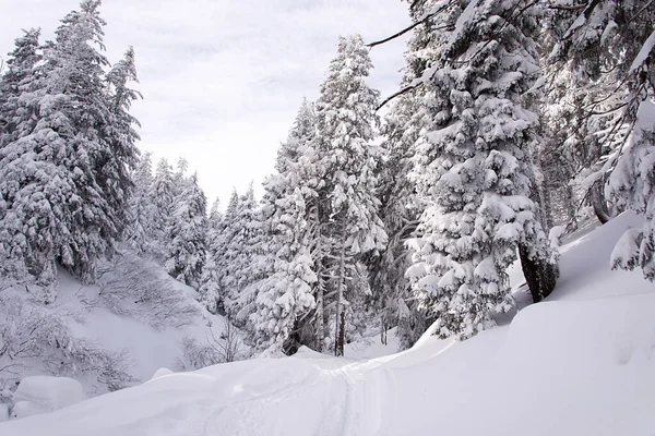 Alberi Innevati Montagna Pittoresca Scena Invernale Magica Foresta Invernale Paesaggio — Foto Stock