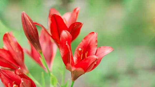 Red Lilies Blurred Green Background Selective Focus Beautiful Bush Blooming — Stock Photo, Image