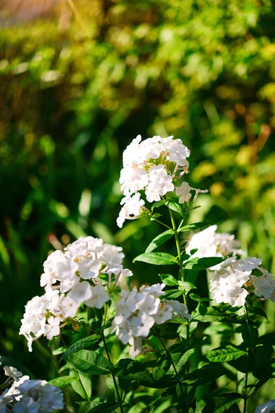 Arbustos Flox Brancos Parque Foco Seletivo Belo Arbusto Flores Florescentes — Fotografia de Stock