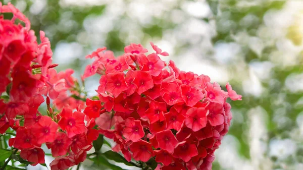 Rosa Floxbuskar Parken Selektivt Fokus Vacker Buske Blommande Blommor Och — Stockfoto