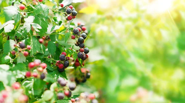 成熟的黑莓枝 在花园的绿色背景上 早熟的品种 — 图库照片