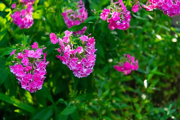 Arbustos Flex Rosa Parque Enfoque Selectivo Hermoso Arbusto Flores Flor — Foto de Stock