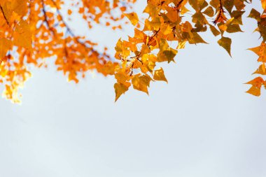 Fikrin ve mesajın için sonbahar çerçevesi. Çerçevenin tepesinde mavi gökyüzüne karşı sonbahar sarısı ve turuncu yapraklar.