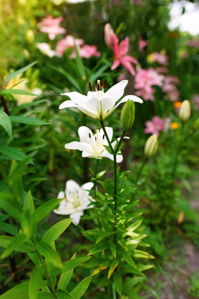 Όμορφο Λουλούδι Κρίνου Φόντο Πράσινων Φύλλων Λουλούδια Κρίνου Στον Κήπο — Φωτογραφία Αρχείου