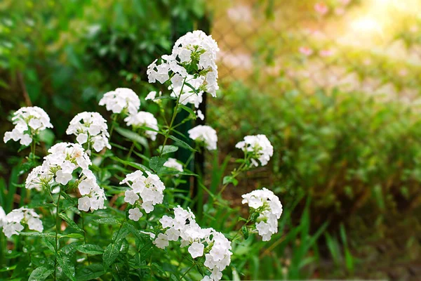 Arbustos Flox Blanco Parque Enfoque Selectivo Hermoso Arbusto Flores Flor — Foto de Stock