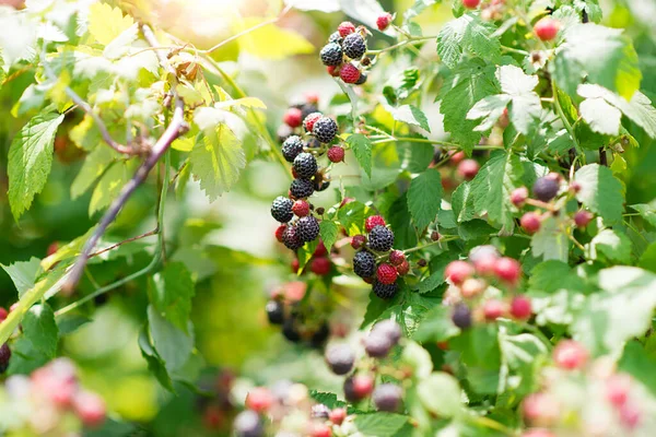 成熟的黑莓枝条在花园的绿色背景上 早熟品种 — 图库照片