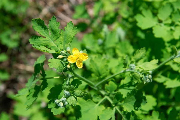 Žluté Květy Celandinu Přírodě Slunečného Dne Léčivá Rostlina Selektivní Zaměření — Stock fotografie