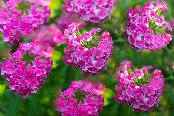 公園のピンクのフロックスの茂み 夏に太陽の下で開花する花や緑の葉の美しい茂みに焦点を当てます 自然の中で村のテーマ グリーティングカード招待状と国境モックアップ — ストック写真