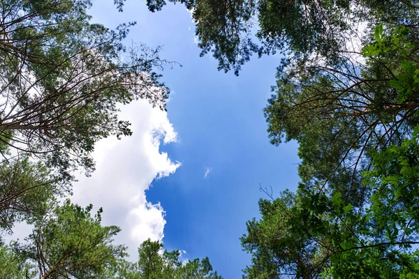 Нижний Вид Высоких Старых Деревьев Лесу Вид Земли Верхушки Сосен — стоковое фото