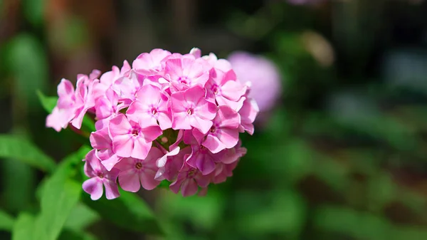 Rosa Floxbuskar Parken Selektivt Fokus Vacker Buske Blommande Blommor Och — Stockfoto