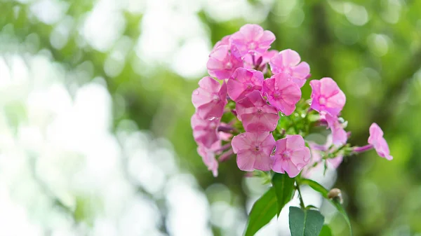 Rózsaszín Phlox Bokrok Parkban Szelektív Összpontosítani Egy Gyönyörű Bokor Virágzó — Stock Fotó