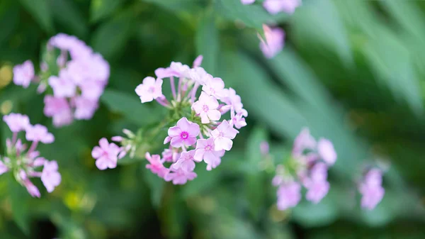 Rózsaszín Phlox Bokrok Parkban Szelektív Összpontosítani Egy Gyönyörű Bokor Virágzó — Stock Fotó