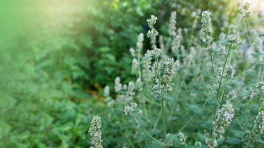 Melissa (Melissa officinalis), a plant in the garden