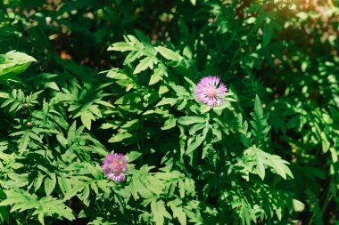 Parkta Cirsium 'un (Carduus) pembe çiçekleri. Yazın güneş ışığı altında çiçek açan güzel bir çalılık ve yeşil yapraklara odaklan..
