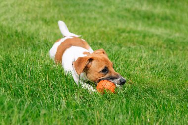 Genç Jack Russell Terrier köpeği parkta oynuyor, çimlerin üzerinde yatıyor. Köpek turuncu lastik top çiğniyor.