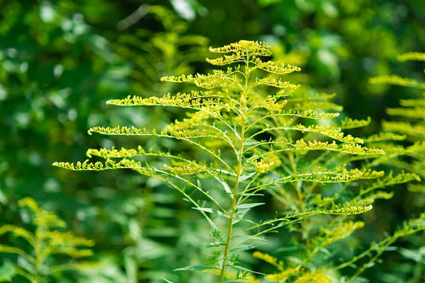 Gula Blommor Ambrosia Ragweed Buskar Allergisäsong Allergiska Växter Naturen — Stockfoto