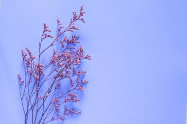 Sahte kopya alanı ve tarafsız mor arkaplanda kuru çiçek dalı olan boş kağıt kağıtlar. Minimum estetik davetiye şablonu veya kartpostal. Düz yatış, üst görünüm.