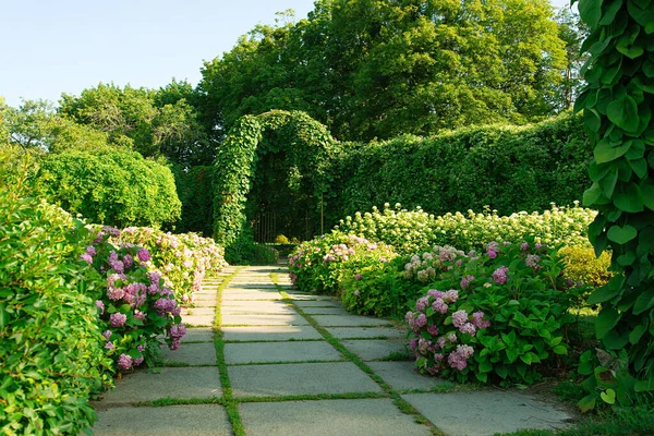 美丽的粉红水草花在阳光下绽放 美丽的花园 配上水壶 — 图库照片