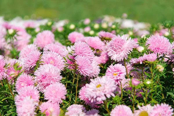 Φθινόπωρο Αστρικά Λουλούδια Φόντο Στο Πάρκο Επιλεκτική Εστίαση Ένα Όμορφο — Φωτογραφία Αρχείου