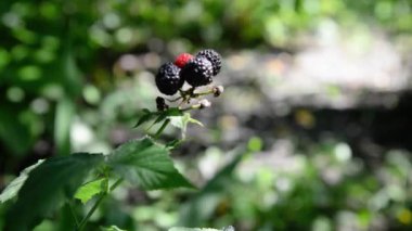 Bahçede yeşil arka planda olgun böğürtlen dalları. Erken olgunlaşma çeşitliliği