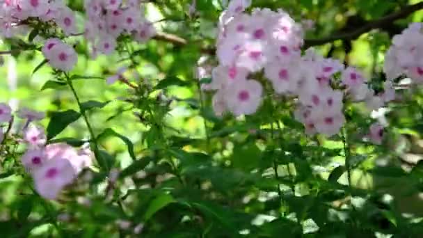 Arbustos Flex Rosa Parque Enfoque Selectivo Hermoso Arbusto Flores Flor — Vídeo de stock