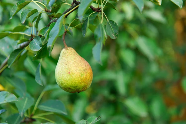 熟した梨を庭で枝の上に閉じます 日当たりの良い果樹園で1本の熟した梨 — ストック写真