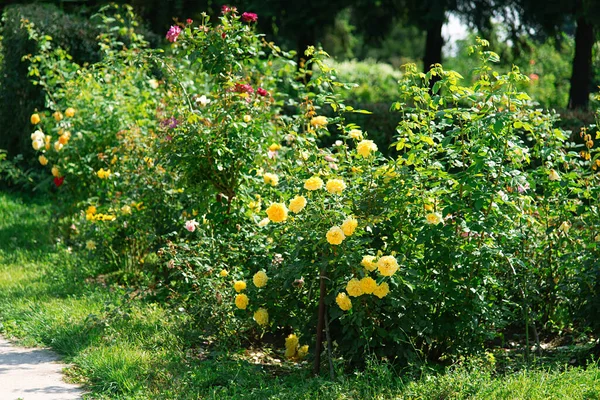 Bush Rosas Amarillas Brotes Planta Cerca Rosa Sobre Fondo Naturaleza — Foto de Stock