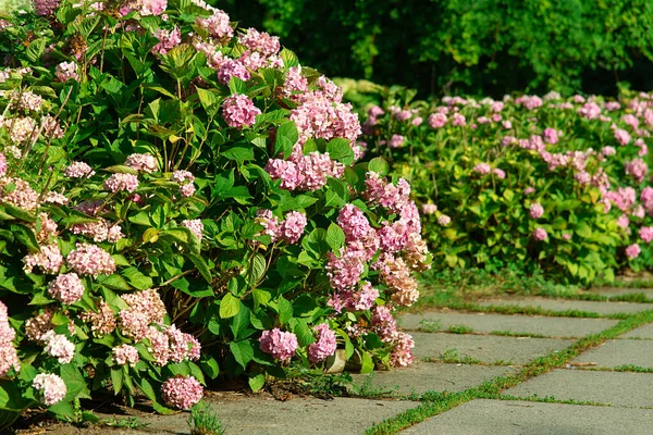 Hermosa Rosa Hydrangea Macrophylla Cabezas Flores Luz Del Sol Hermoso — Foto de Stock