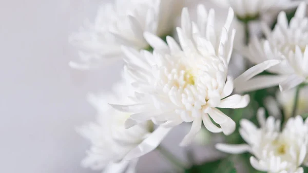 Puha Romantika Dahlia Chrysanthemum Virág Pasztell Árnyalatú Háttér Valentin Esküvői — Stock Fotó