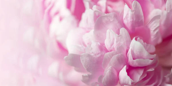 Ροζ Λουλούδια Παιώνιας Ανθισμένα Φόντο Floral Art Διακόσμηση Γάμου Και — Φωτογραφία Αρχείου