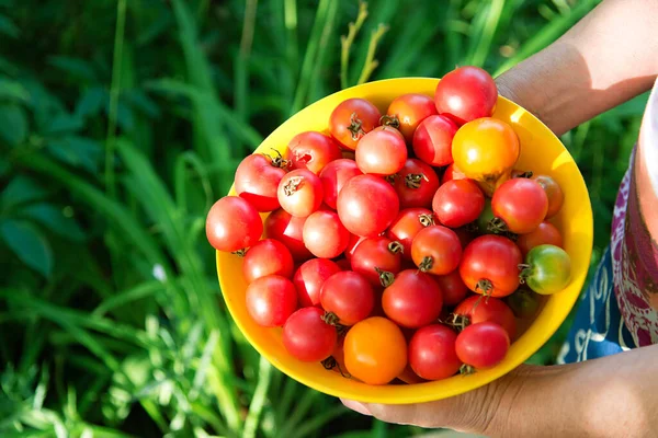 Close Red Yellow Ripe Tomatoes Basket Organic Farm Female Hands — Stock Photo, Image