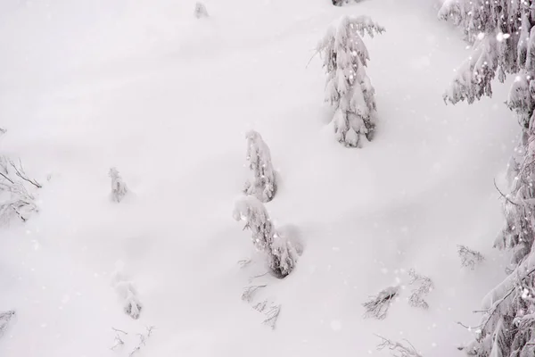 나무를 덮었다 겨울을 장면입니다 마법같은 내리는 받으세요 — 스톡 사진