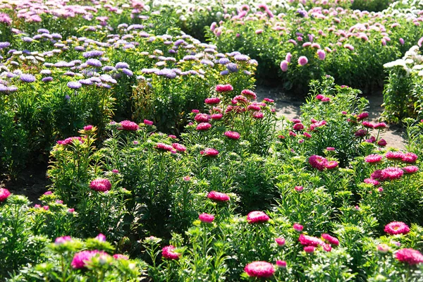 Hösten Aster Blommor Bakgrund Parken Selektivt Fokus Vacker Buske Blommande — Stockfoto