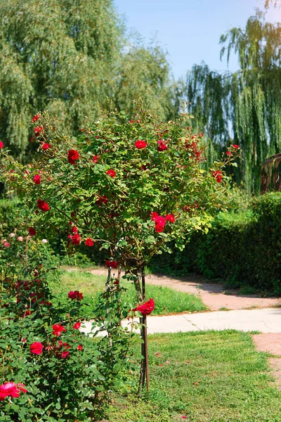 树玫瑰 在公园的阳光下绽放着红玫瑰 美丽的玫瑰花园 — 图库照片