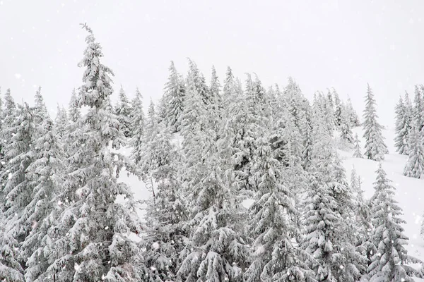 Snötäckta Träd Pittoresk Vinterscen Magiska Vinterskogar Naturlandskap Med Snödrev Gott — Stockfoto
